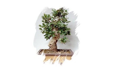 Ficha Cultivo - Sobreiro | Quercus suber