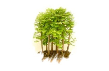 Ficha Cultivo - Metasequoia e Taxodium