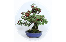 Ficha Cultivo - Prunus Tomentosa