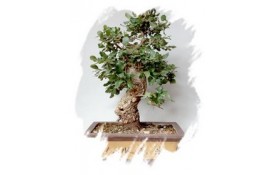 Ficha Cultivo - Sobreiro | Quercus suber
